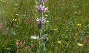 Струшкиот музеј ќе ги презентира растенијата на планината Јабланица