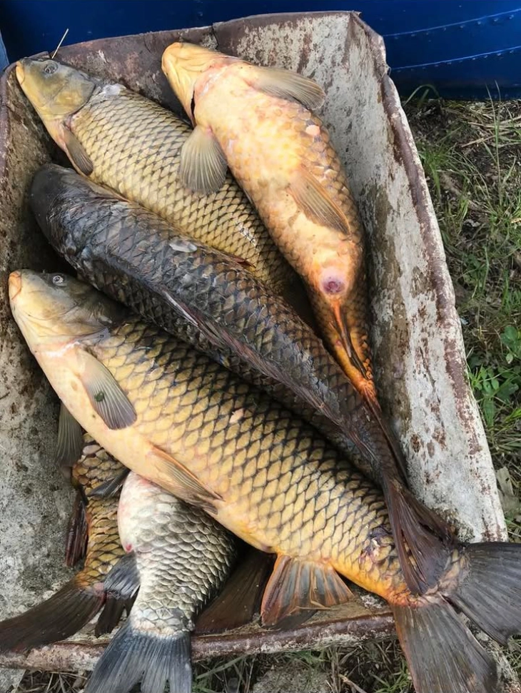 Криволов на крап во Охридското Езеро