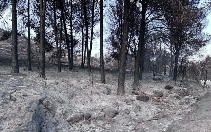 High winds forecast as Jerusalem wildfires rage for second day