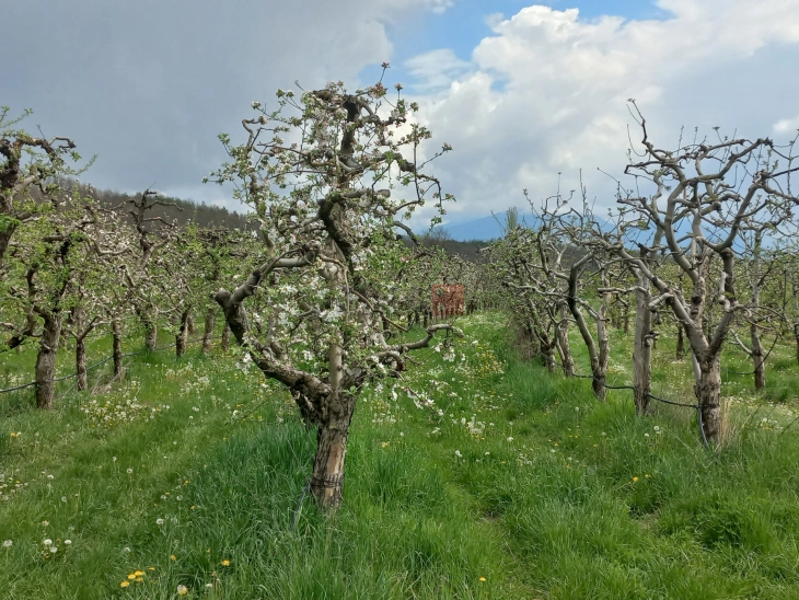 Во Ресен поднесени 2.355 барања за обесштетување на насади со јаболка