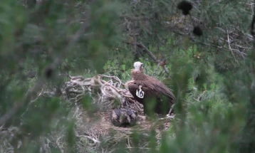 Во грчкиот парк Дадиа регистриран рекорден број гнезда на загрозениот црн мршојадец