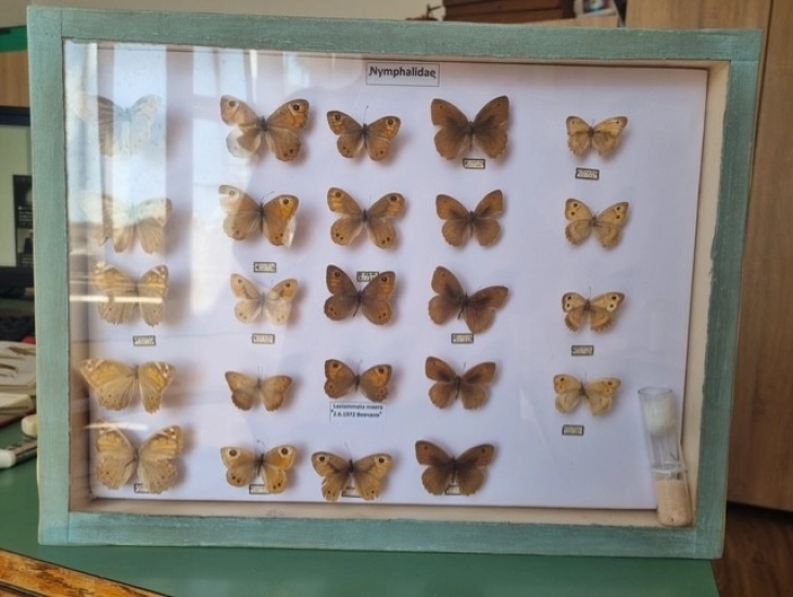 Струшкиот музеј работи на збогатување на збирката со инсекти и пеперутки од охридско - струшкиот регион