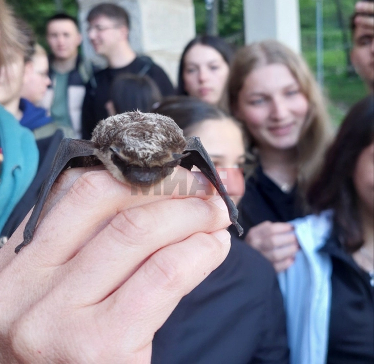 На Пелистер едукативен час за заштита и мониторинг на лилјаци