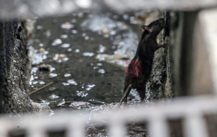Во Сараево три нови случаи на лептоспироза