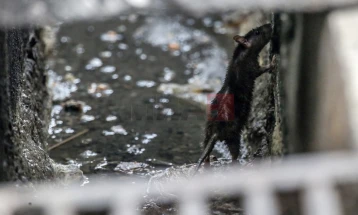 Во Сараево три нови случаи на лептоспироза