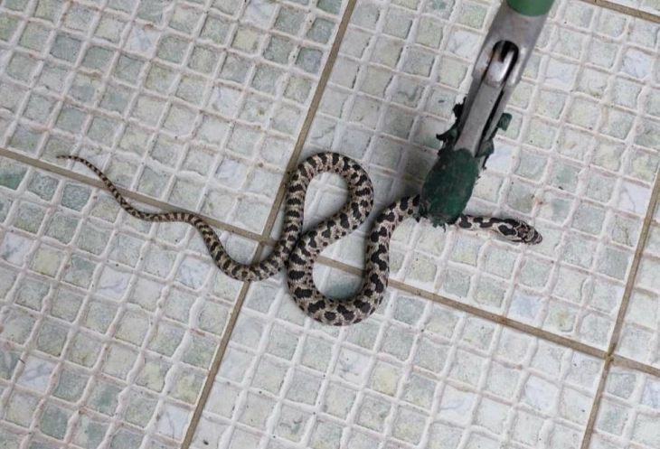 Нема пријави за каснување од змии во кумановско, надлежните апелираат на внимателност