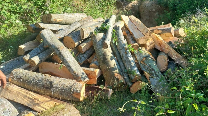 Регионалниот центар за гранични работи Исток расчисти случаи на кражба на огревно дрво и незаконски транспорт на дрва