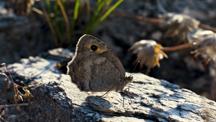 Петиција за спас на најзагрозената пеперутка во Европа: Македонската сивка