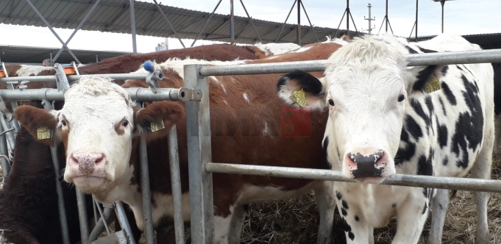 Murtaja e ripërtypësve të vegjël po përhapet në Shqipëri, duke arritur në zonën kufitare pranë Dibrës