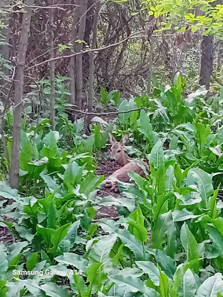 Срна што била удрена на пат,  по два месеца грижа пуштена во природа 