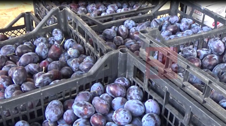 Сувото грозје и сливите помагаат при запек