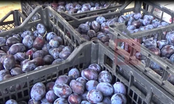 Сувото грозје и сливите помагаат при запек