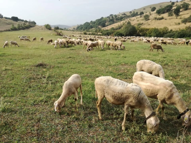 МЗШВ: Објавен јавен повик за надомест на трошоци за одржување на висински пасишта и ливади и поддршка на традиционално сточарство