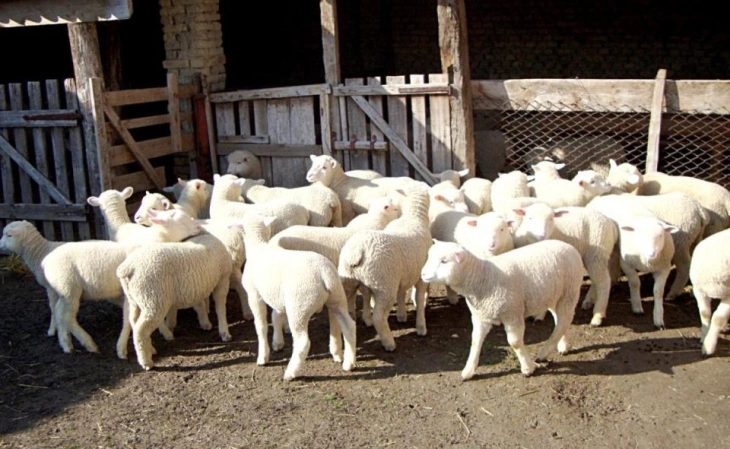 МЗШВ: Исплатени над 170 милиони денари кон 1.636 лица за предадено јагне или јаре