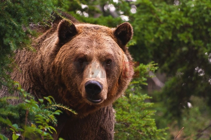 Жена нападната од мечка на шумски пат во тетовско Синичане    