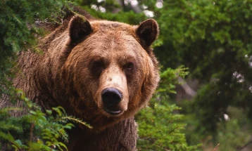 Një grua është sulmuar nga ariu në një rrugë pyjore në Siniçan të Bogovinës
