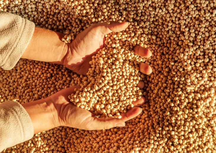 ЕК одобри употреба на генетски модифицираната соја како храна за луѓето и животните 