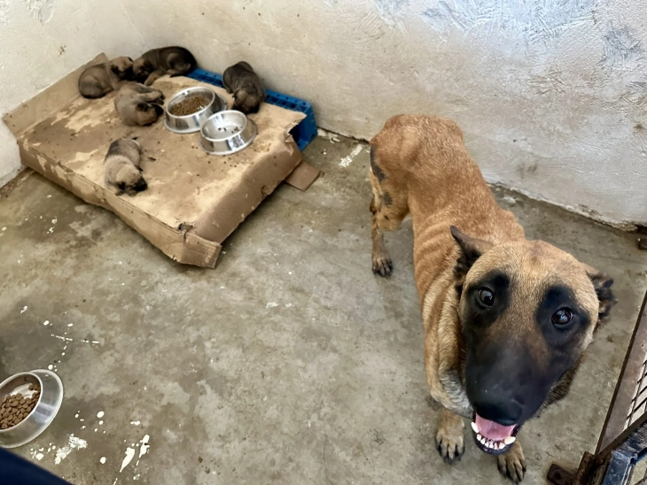 ЈП ЛАЈКА: Потребен институционален одговор за напуштањето домашни миленици