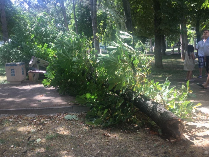 Паднато дрво во Соколански парк поради силен ветер,  оштетена клупа