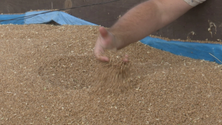 Стојкоски: Откупувачите и мелничарите да ја почитуваат договорената цена за пченицата, а државата да стимулира со по четири денари