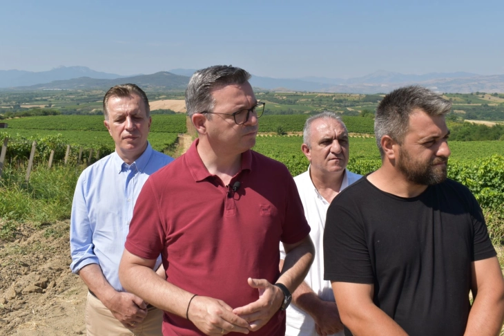 Tripunovski nga Kavadari: Çmim rekord për varietetet më të përhapura të rrushit, Vranec 21,3 denarë, Smederevka 18,9 denarë për kilogram