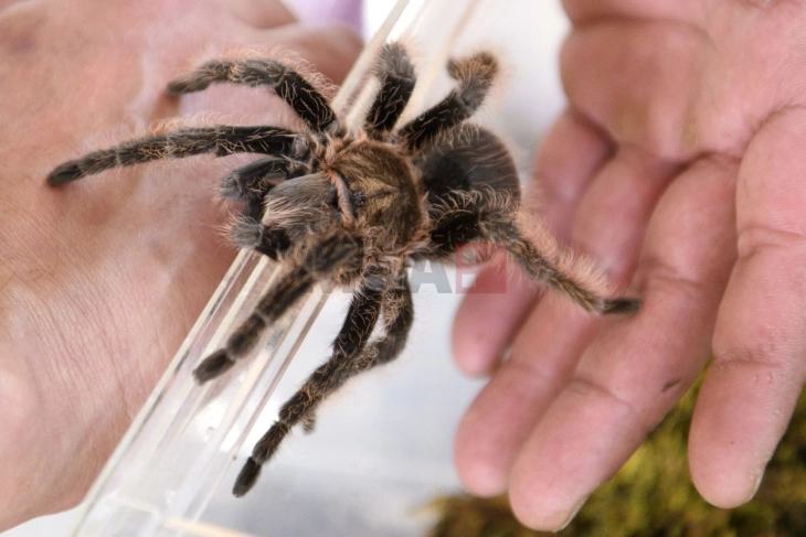 Германската царина откри 1.500 тарантули криумчарени во колачи