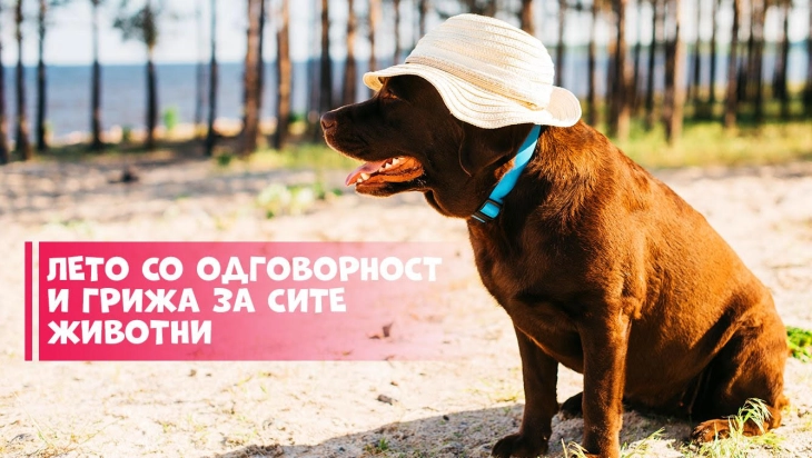 ЈП ЛАЈКА апелира до граѓаните да покажат грижа и одговорност кон милениците и бездомните животни