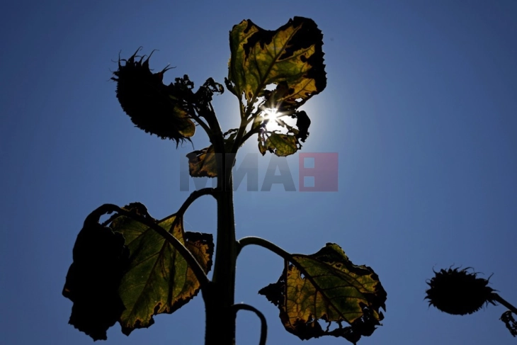 Југот на Романија се претвора во пустина поради екстремни горештини и суши