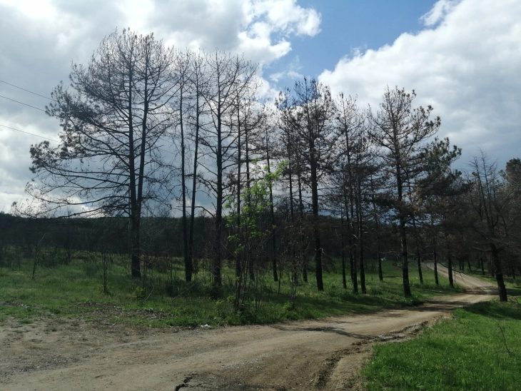 Две затворски казни од пет години и парична од 300.000 денари за фирма за предизвикан пожар над велешко езеро „Младост“ во  август 2019