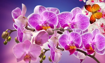 Билки штетни за во спалната соба