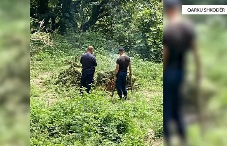 Албанската полиција во регионот на Скадар уништи 16755 стебла и заплени 320 килограми марихуана