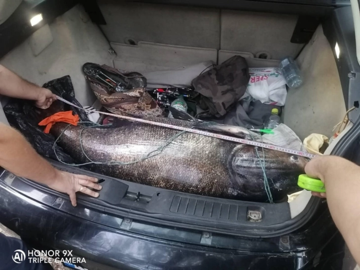 На браната „Градче“ кај Кочани фатен „Толстолобик“ долг 130 сантиметри и тежок над 50 килограми