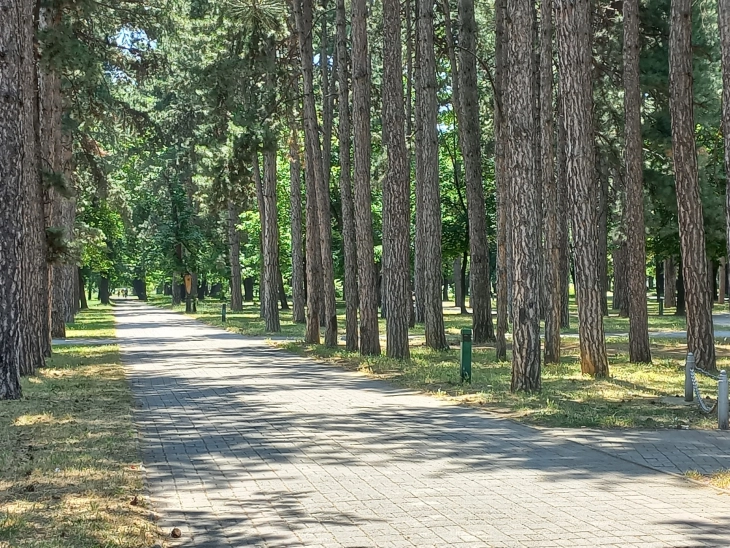 Битолските пожарникари спасија заглавено лице на дрво во Градскиот парк