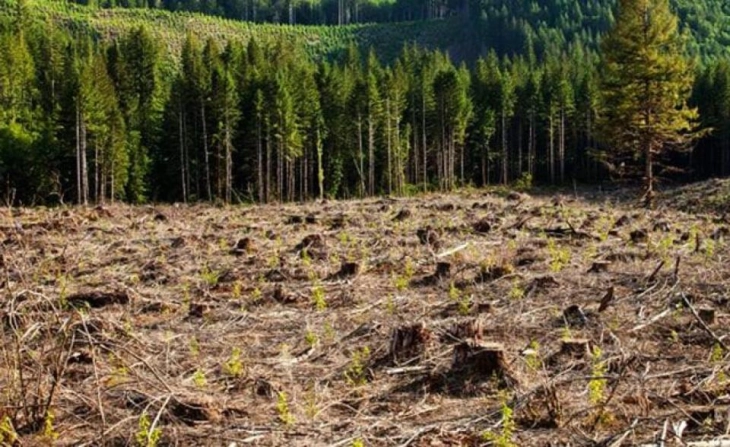 ДЗР: ЈП Национални шуми со ниска реализација на планот за  производство, зголемени долгови и намалена ликвидност