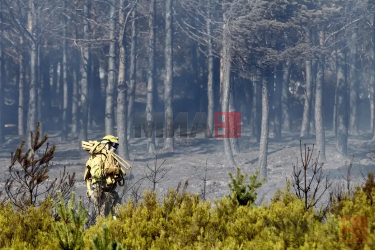 Шумските пожари во ЕУ во 2025 уништија 511.000 хектари, површина девет пати поголема од Скопје