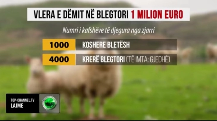 Експерти: Пожарите во Албанија предизвикаа најмалку милион евра штета во земјоделството