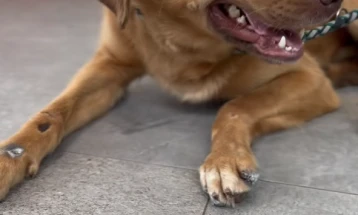 Кучето кое беше влечено со возило од лице од Крива Паланка згрижено во ЈП „Лајка“