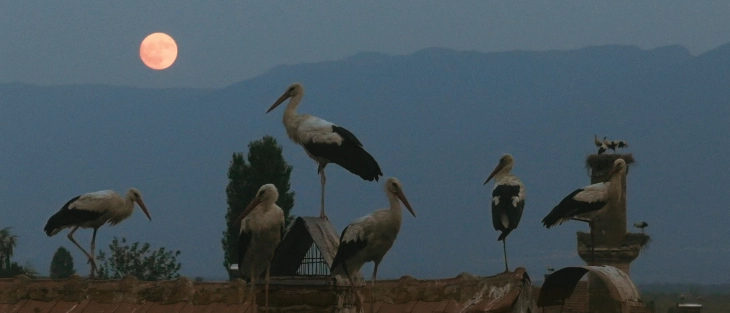 Тамара Котевска со приказна за штрковите со светски премиери во Венеција и Торонто