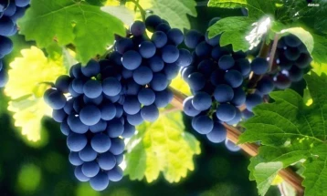 Конференција „Иднината на лозарството: Иновации, стандарди и одржлив развој“