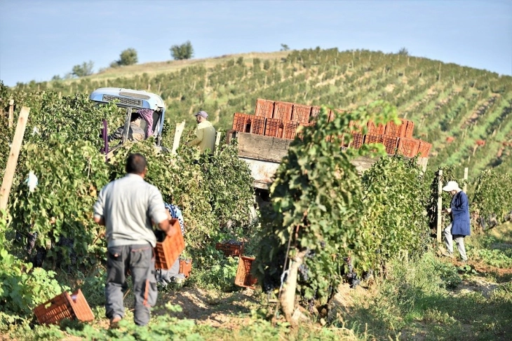 Трипуновски: Годинава се очекува 25 отсто зголемен род грозје и повисоки откупни цени за поддршка на развојот на македонското лозарство