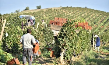 Трипуновски: Годинава се очекува 25 отсто зголемен род грозје и повисоки откупни цени за поддршка на развојот на македонското лозарство