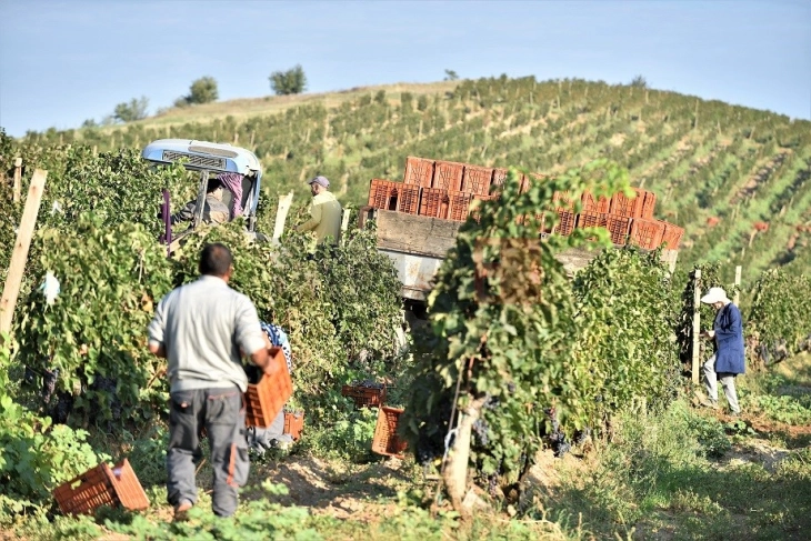 Tripunovski: Këtë vit pritet të rritet për 25 për qind një rendiment i rrushit dhe çmime më të larta të blerjeve për mbështetje të zhvillimit të vreshtarisë së Maqedonisë