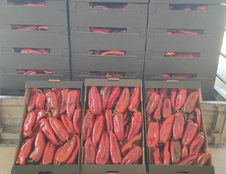 Се почитуваат договорените откупни цени на пиперката куртовска капија во Струмичко