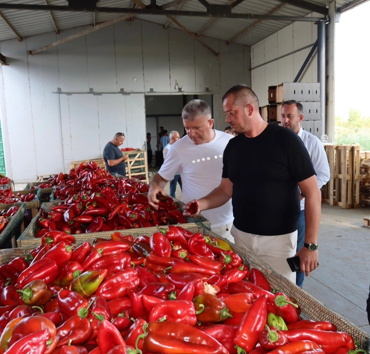 Директорот на ДИЗ во контрола кај откупувачи на пиперка во Струмичко