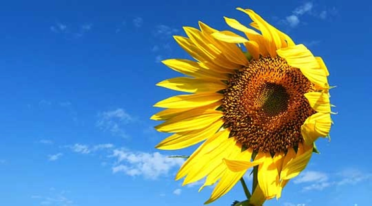 Weather: Sunny, breezy, warm; high 36°C