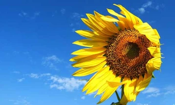 Weather: Sunny, breezy, warm; high 36°C