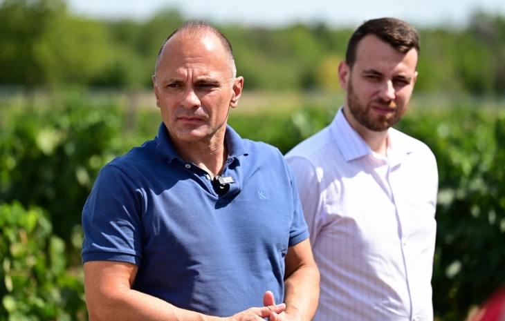 Филипче: Владата со цинични половина денар за килограм се фали со повисоки откупни цени на грозјето