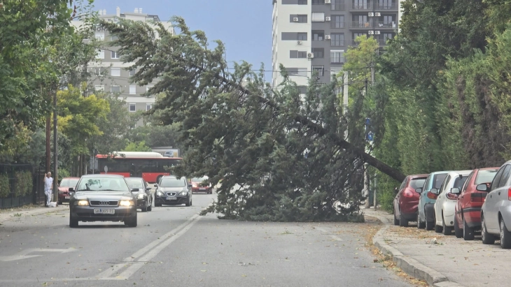 Wind storm in Skopje tears down trees, knocks down power lines