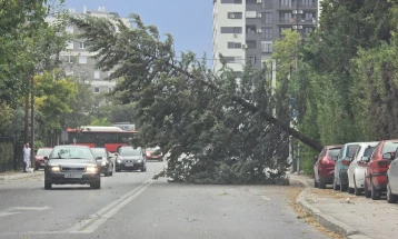 Wind storm in Skopje tears down trees, knocks down power lines