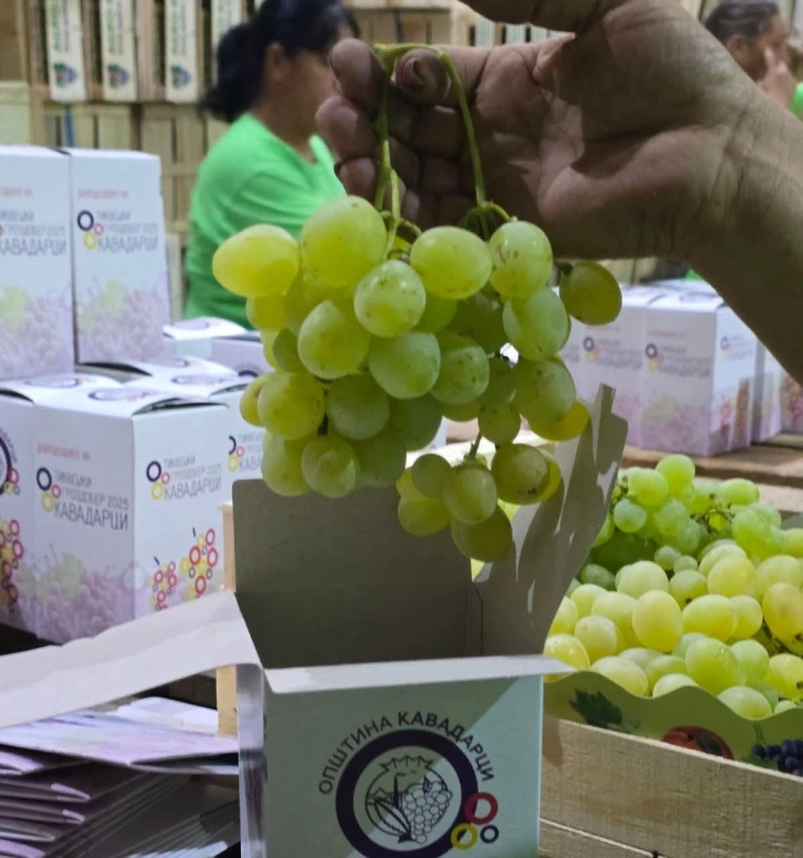 Посетителите на „Тиквешки гроздобер“ покрај бесплатен паркинг ќе добијат и грозје 